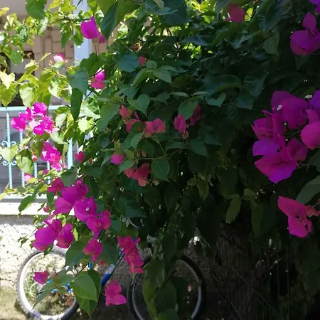 Szálloda Nano Alacati